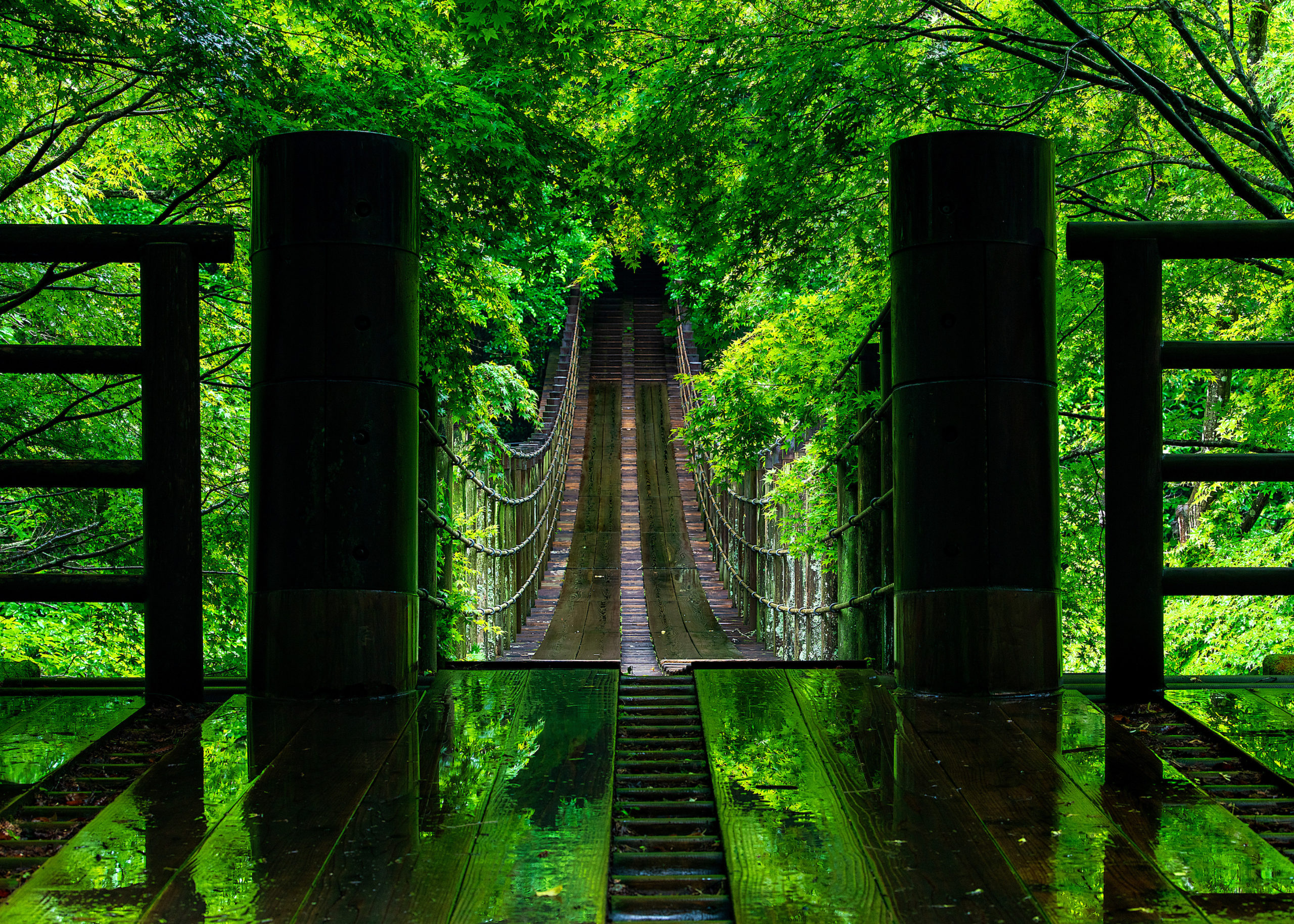 Suspension bridge to fairy forest